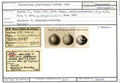 Karteikarte zum Syntyp von Biloculina globiformis Karrer, 1867